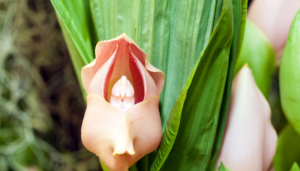 Anguloa Uniflora: Orquídea Bebê no Berço