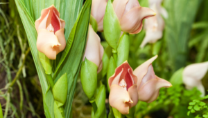 Anguloa Uniflora: Orquídea Bebê no Berço