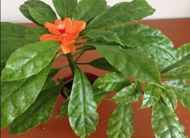 Como Cultivar a Ora-Pro-Nóbis em Um Vaso