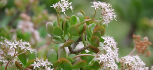como cuidar da planta Jade