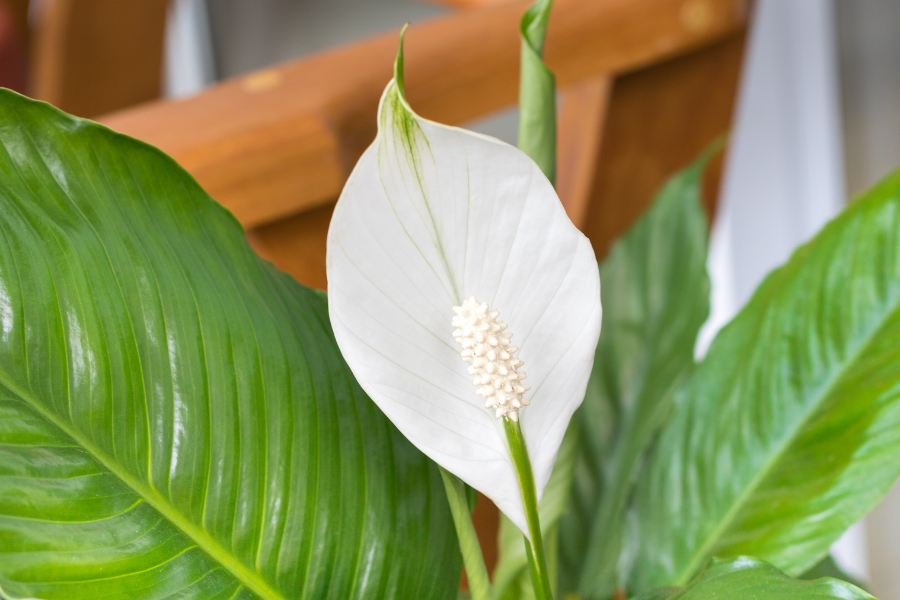 Lírio-da-Paz: Faça ISSO para que Floresça Novamente