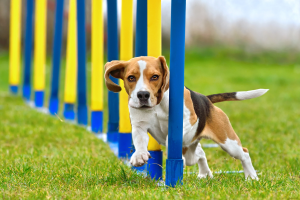 Como corrigir os principais problemas de comportamento em pets