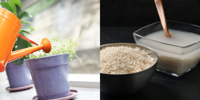 Crescimento Natural: Use Água de Arroz como Fertilizante