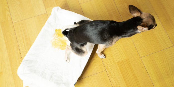 O que Fazer para Evitar que seu Cão Urine dentro de Casa?