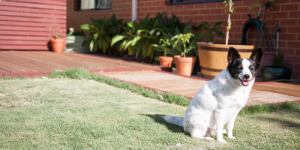 Como Desinfetar uma Área Externa para Animais de Estimação
