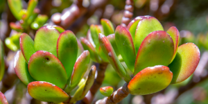 Planta-jade