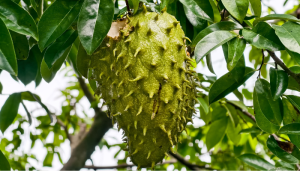 Benefícios da graviola: o que a ciência diz sobre a fruta