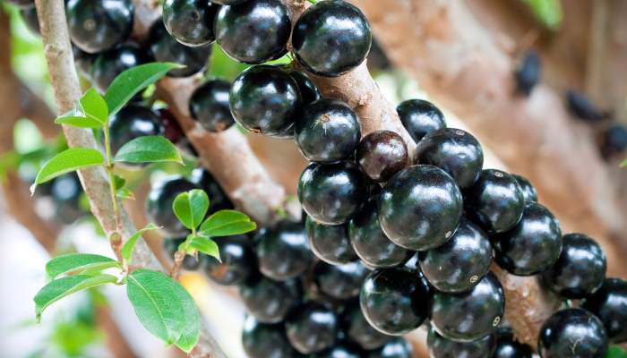 Benefícios da jabuticaba: 7 vantagens da fruta para a saúde