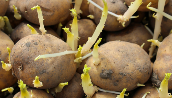 Vegetal arriscado após 60 anos e 5 que protegem a saúde