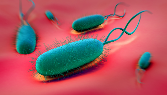 Helicobacter pylori: O que é e quais sintomas indicam a presença desta bactéria?