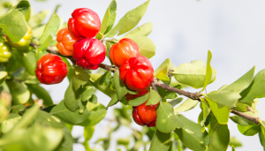 Acerola: benefícios, efeitos colaterais e muito mais
