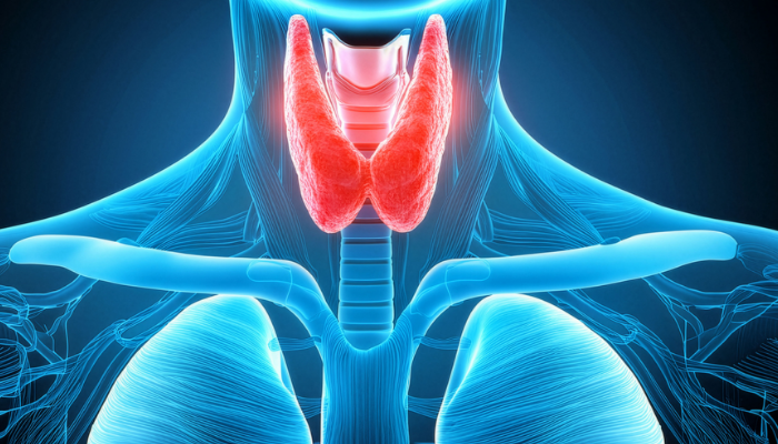 Como fortalecer sua tireoide naturalmente: 7 alimentos essenciais