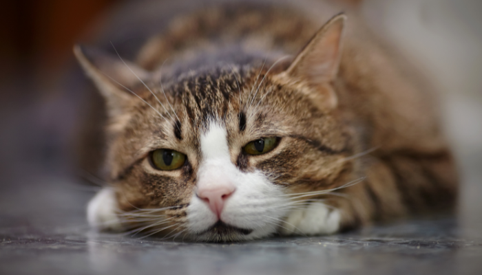 Seu gato pode estar deprimido: entenda os sinais e como ajudar