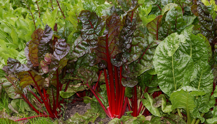 Folhas de Beterraba Saúde: Do Nutriente ao Prato