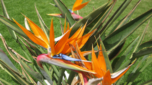 Estrelícia: como cultivar a ave-do-paraíso em jardins e vasos