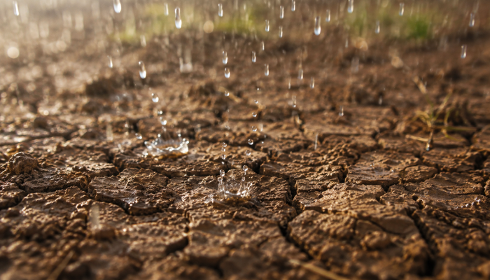Por que gostamos do cheiro de terra molhada? A ciência explica o petricor