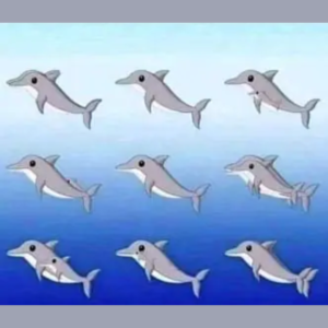 Desafio visual: quantos golfinhos você consegue encontrar?