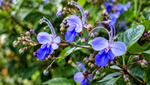 Como cultivar a borboleta-azul: guia completo de cuidados