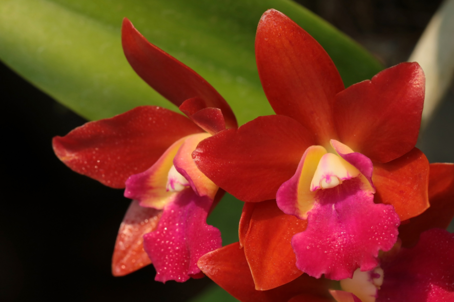 Orquídea Cattleya Vermelha: plantio, rega e adubação