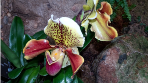 Receitas de adubo caseiro para orquídeas: passo a passo seguro para florir