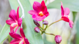 Orquídea Cattleya Vermelha: plantio, rega e adubação