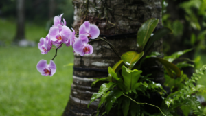 Receitas de adubo caseiro para orquídeas: passo a passo seguro para florir