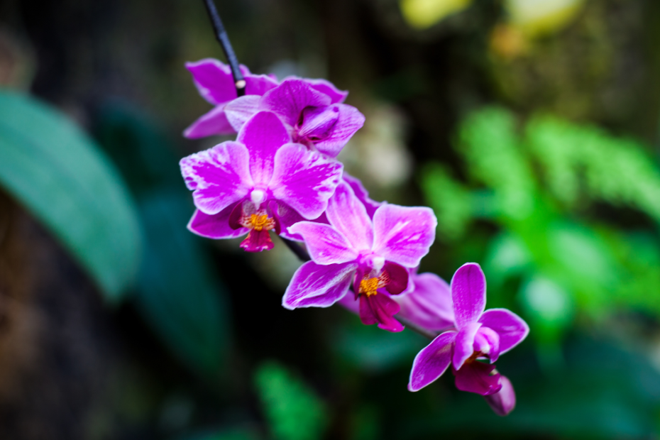 Receitas de adubo caseiro para orquídeas: passo a passo seguro para florir